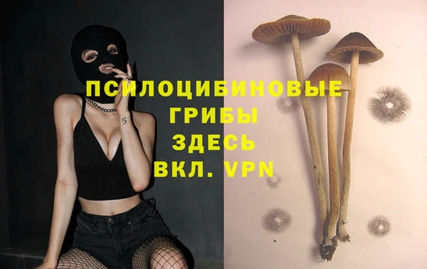 шишки Аркадак