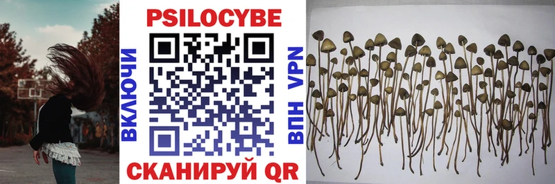 Галлюциногенные грибы Psilocybe  где можно купить   МЕГА зеркало  Партизанск 